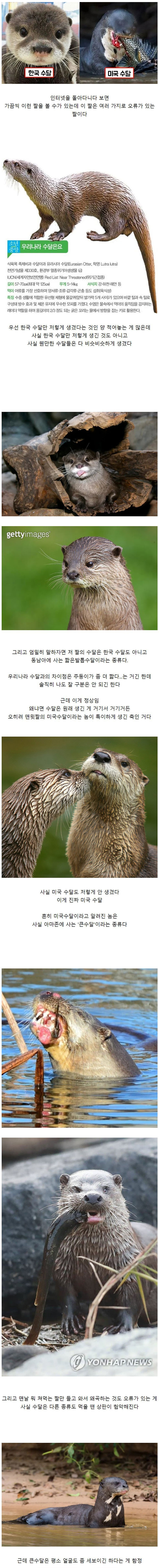 수달에 관한 오해
