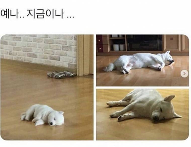 상팔자.jpg